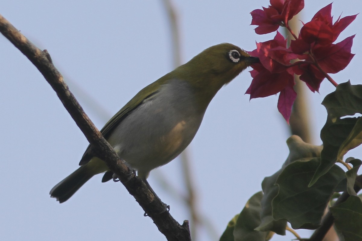 Indian White-eye - ML531958921