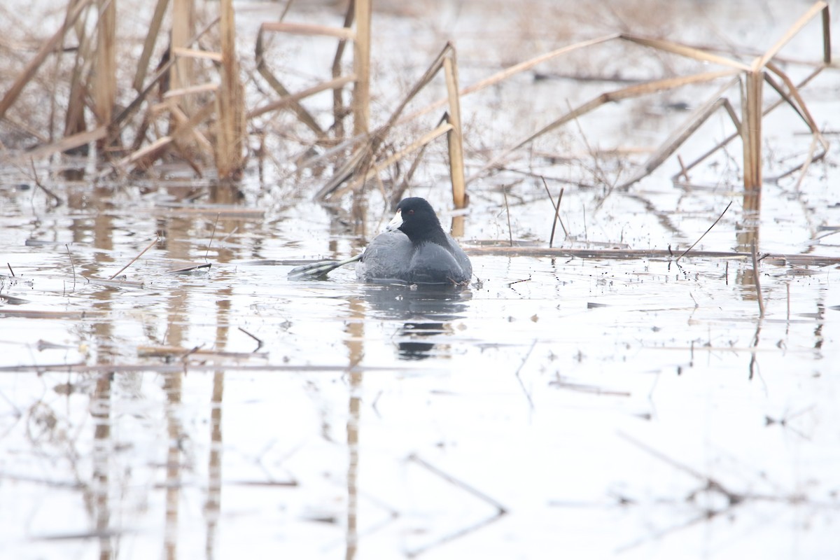 American Coot - ML531959101