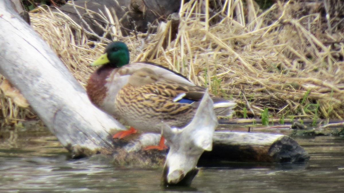 Canard colvert - ML53196021