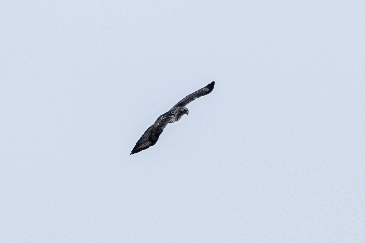 Rough-legged Hawk - ML531960481