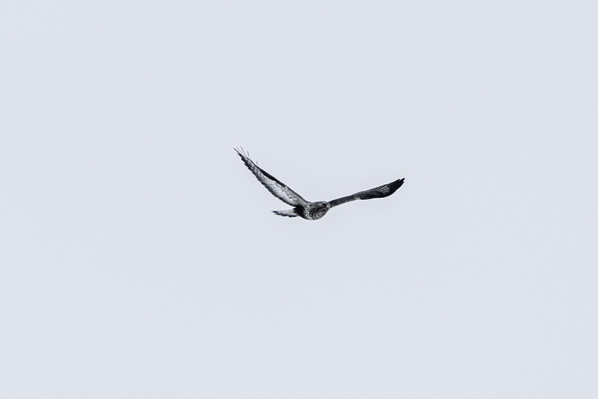 Rough-legged Hawk - ML531960491