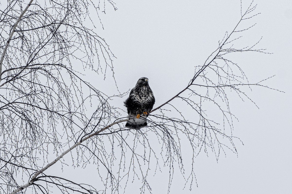 Rough-legged Hawk - ML531960501