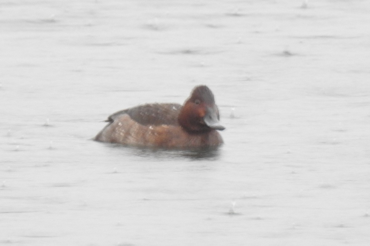 Common Pochard x Ferruginous Duck (hybrid) - ML531960991