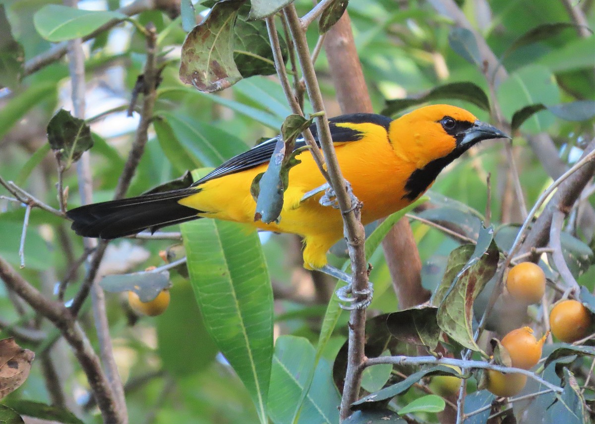 Oriole à gros bec - ML531963191