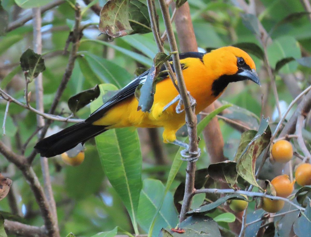 Altamira Oriole - ML531963201