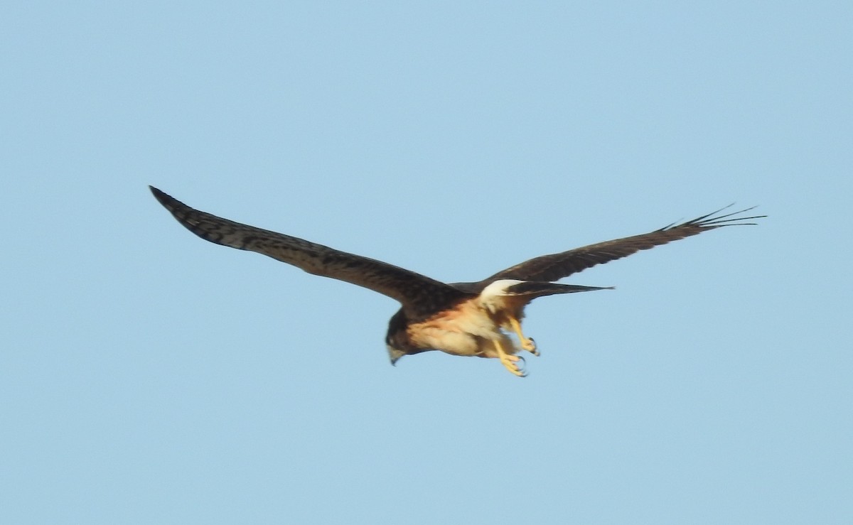 Northern Harrier - Tracy f