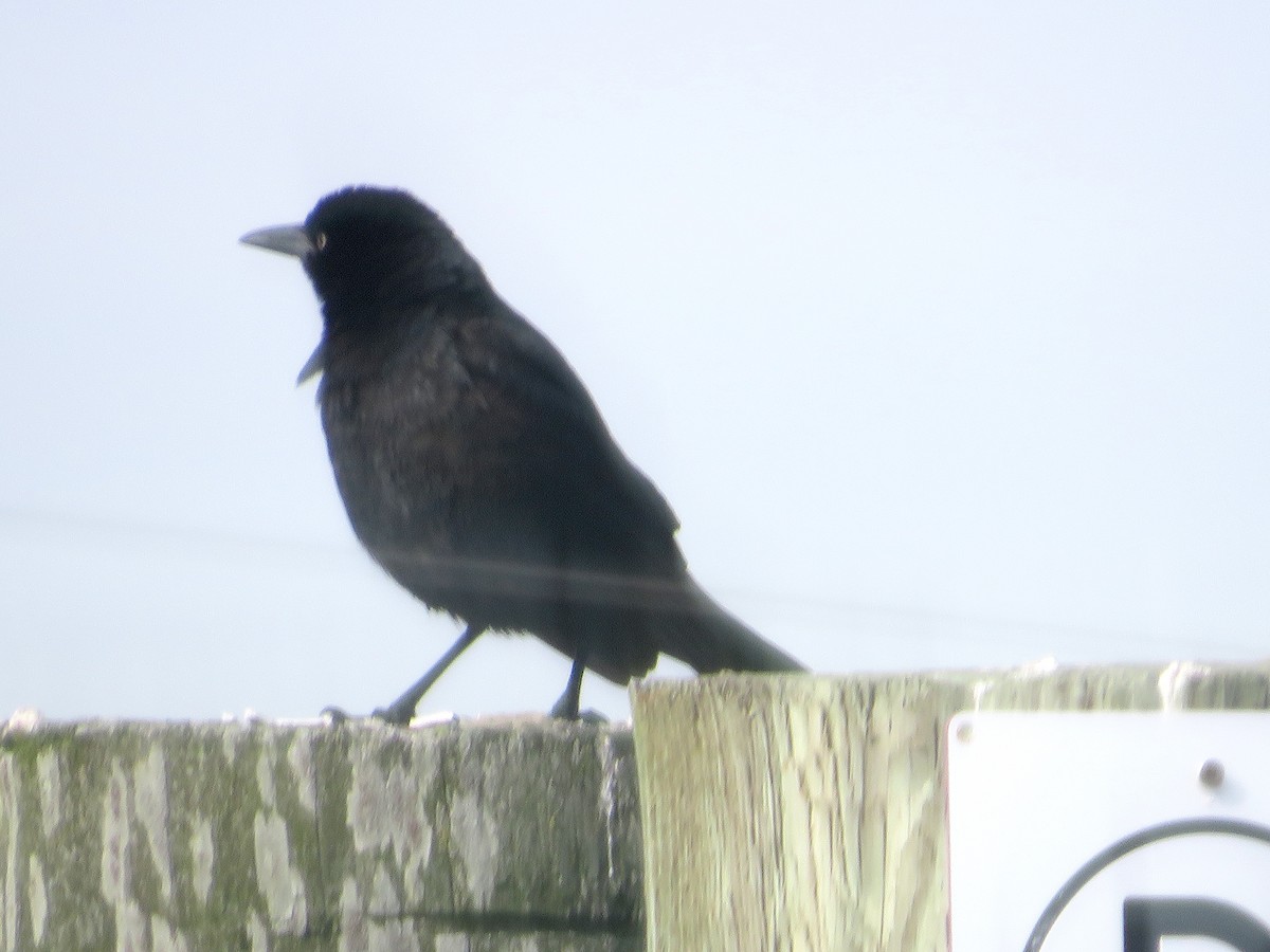 Boat-tailed Grackle - ML531966861