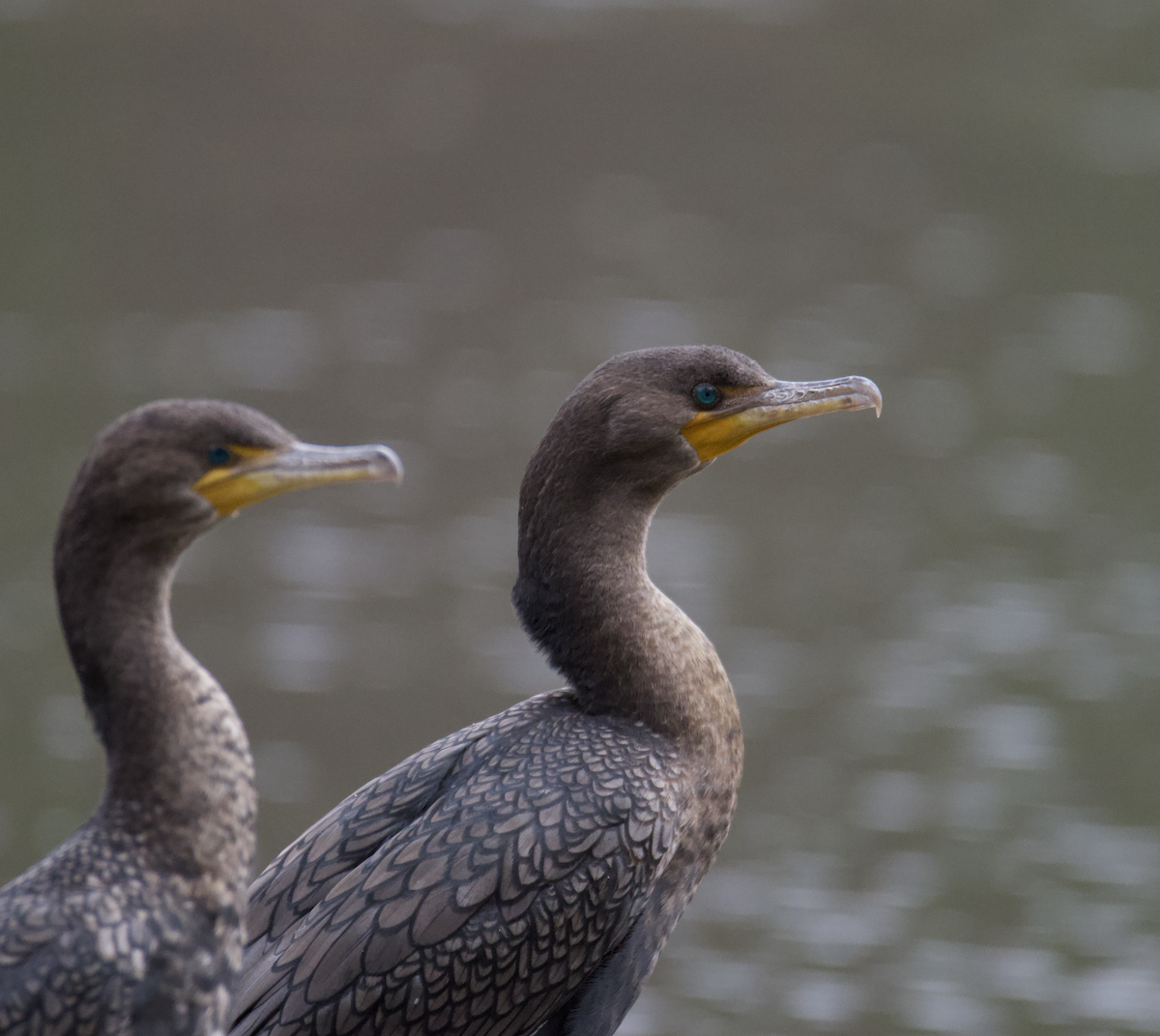 Double-crested Cormorant - ML531966881