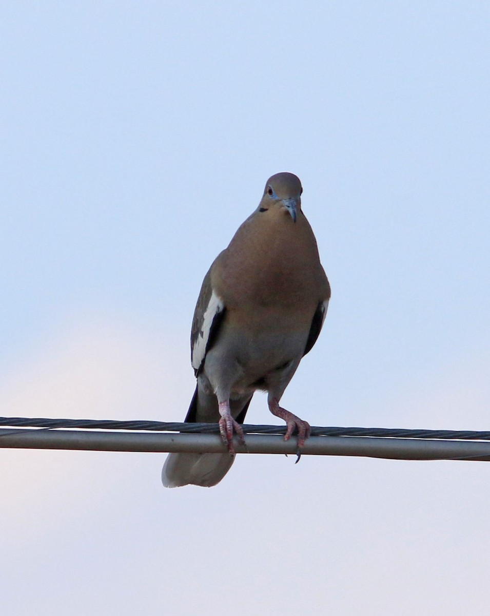 White-winged Dove - ML531968531