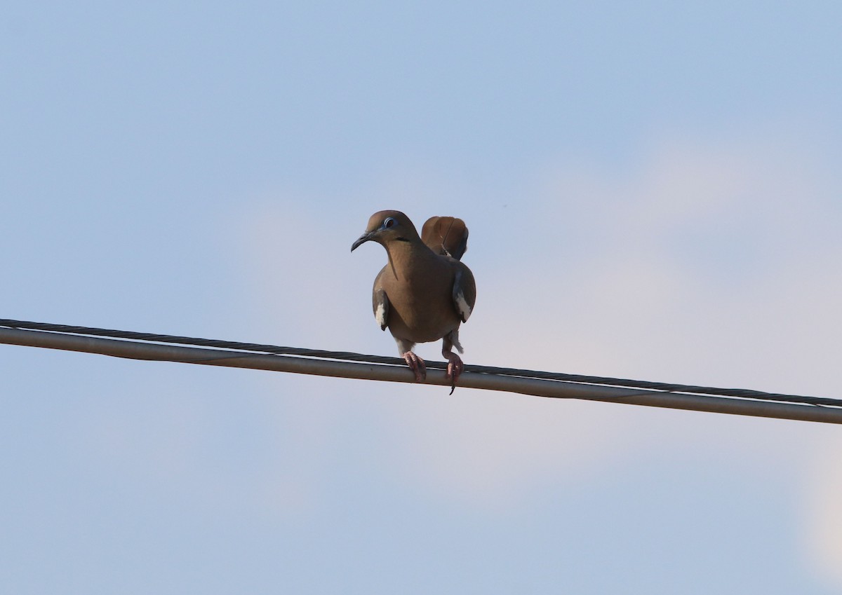 White-winged Dove - ML531968541