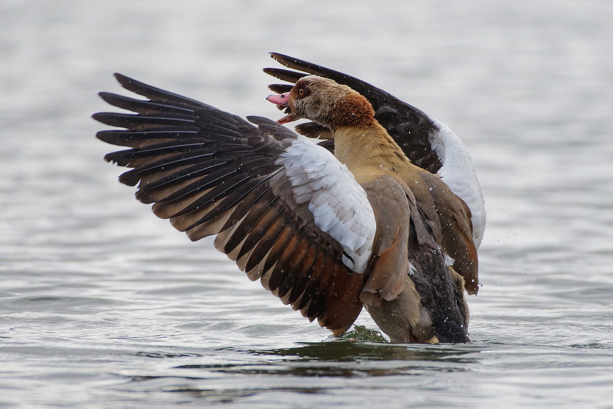 Egyptian Goose - Justus Weber