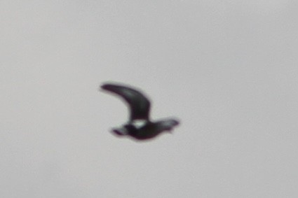 Ashy Wood-Pigeon - ML531969931