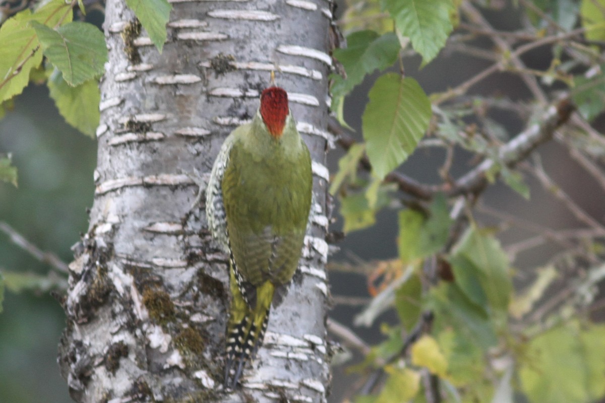 Scaly-bellied Woodpecker - Vikas Madhav Nagarajan