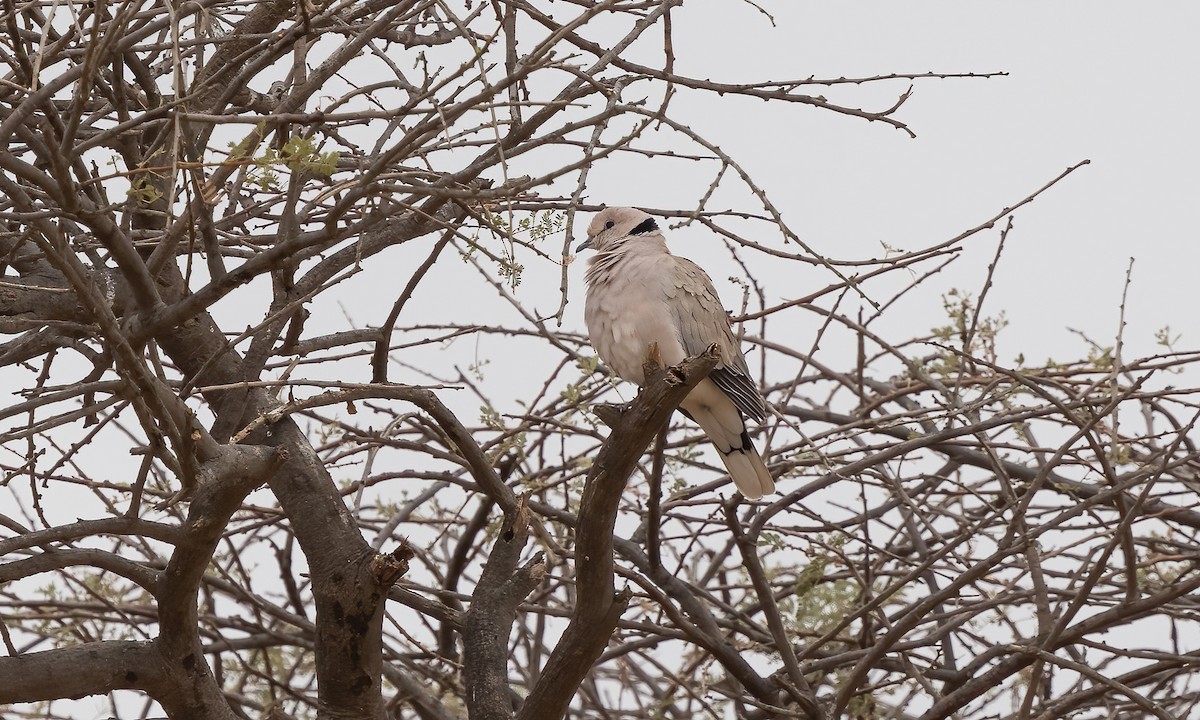 African Collared-Dove - Paul Fenwick