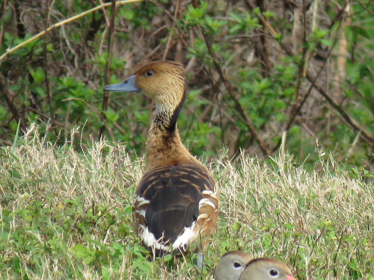 Fulvous Whistling-Duck - ML531972411