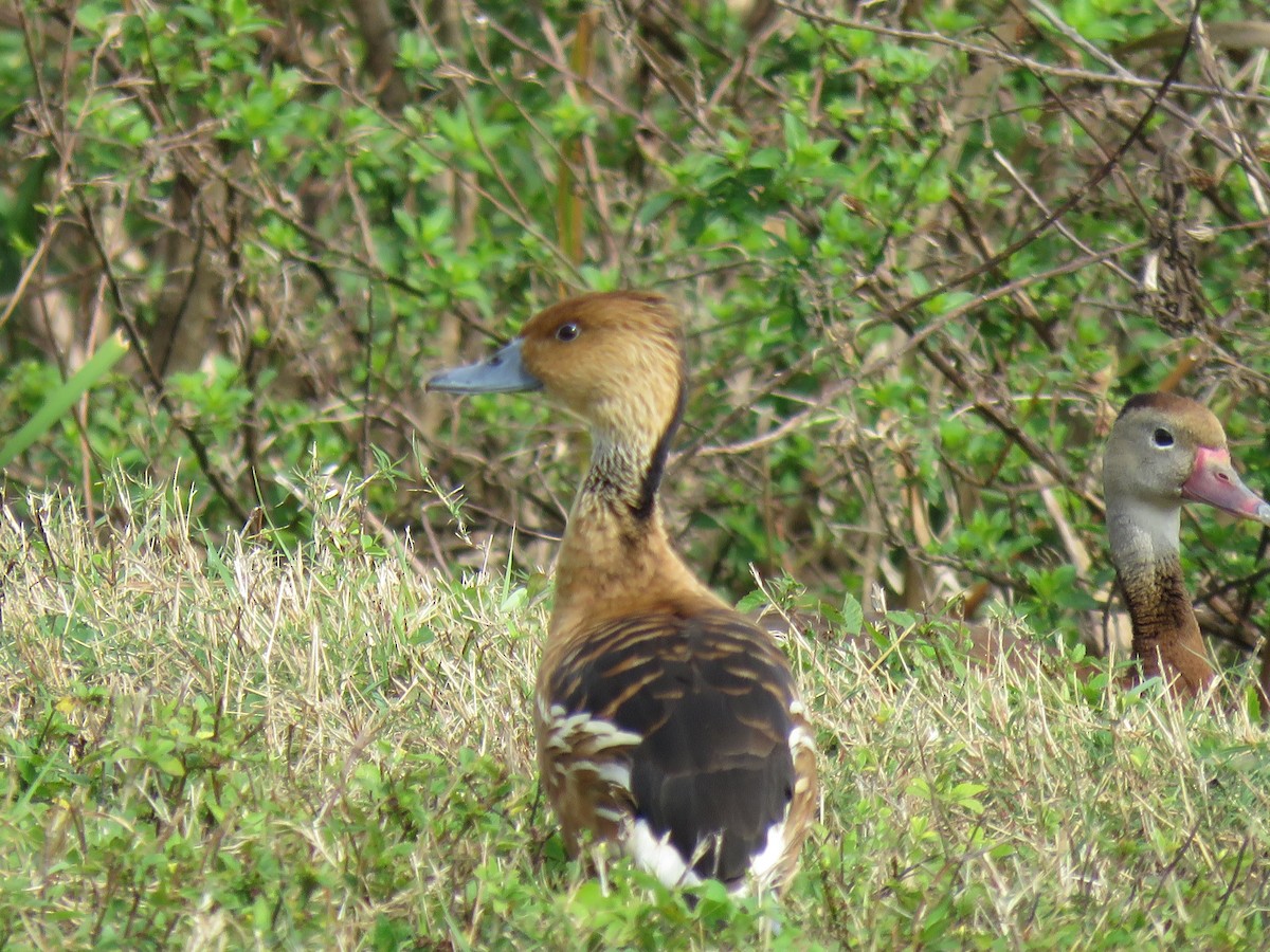 Fulvous Whistling-Duck - Pat Geiger