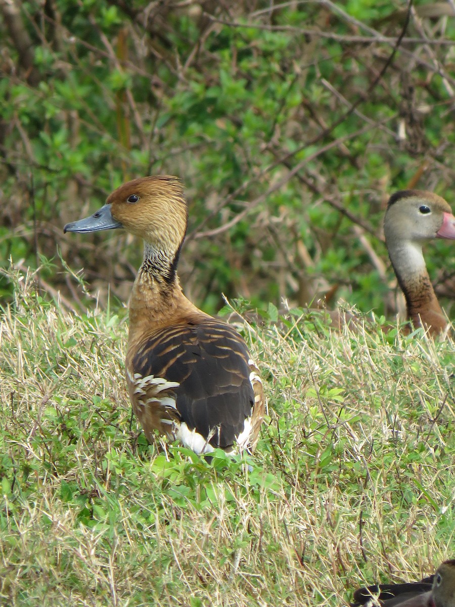 Fulvous Whistling-Duck - ML531972431