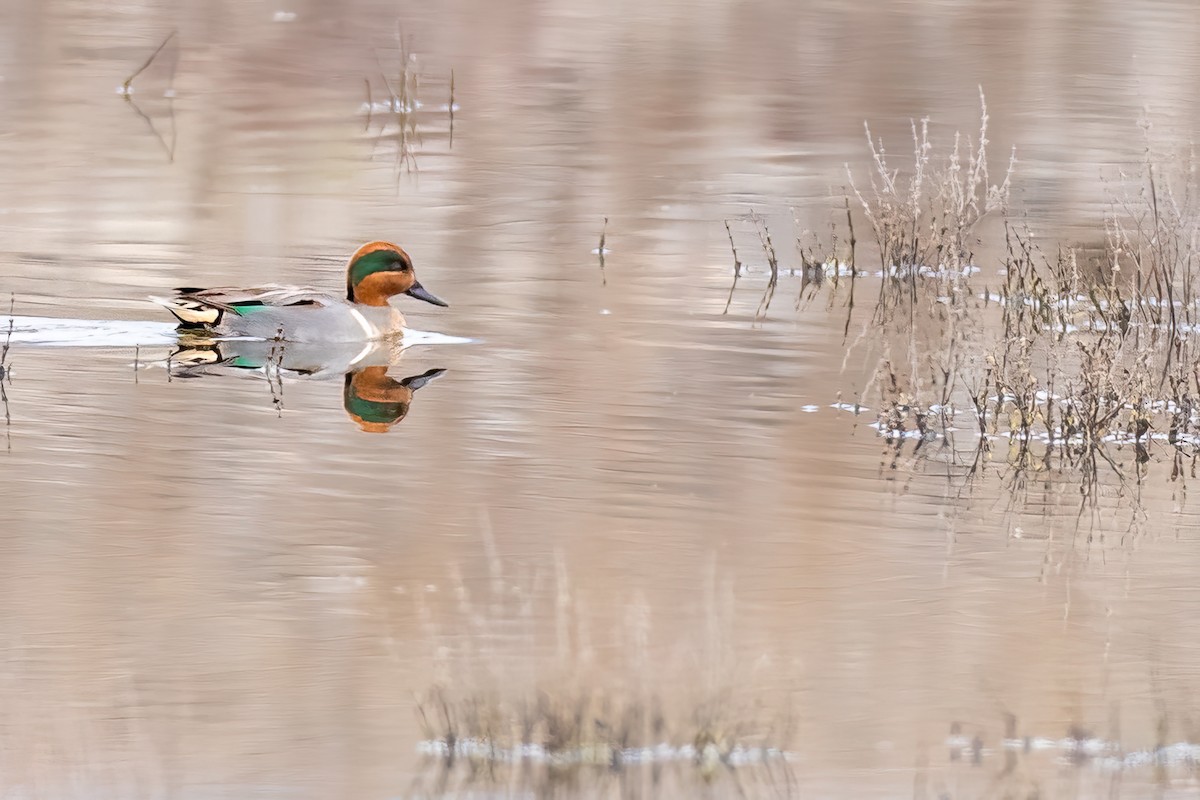 Green-winged Teal - ML531972681