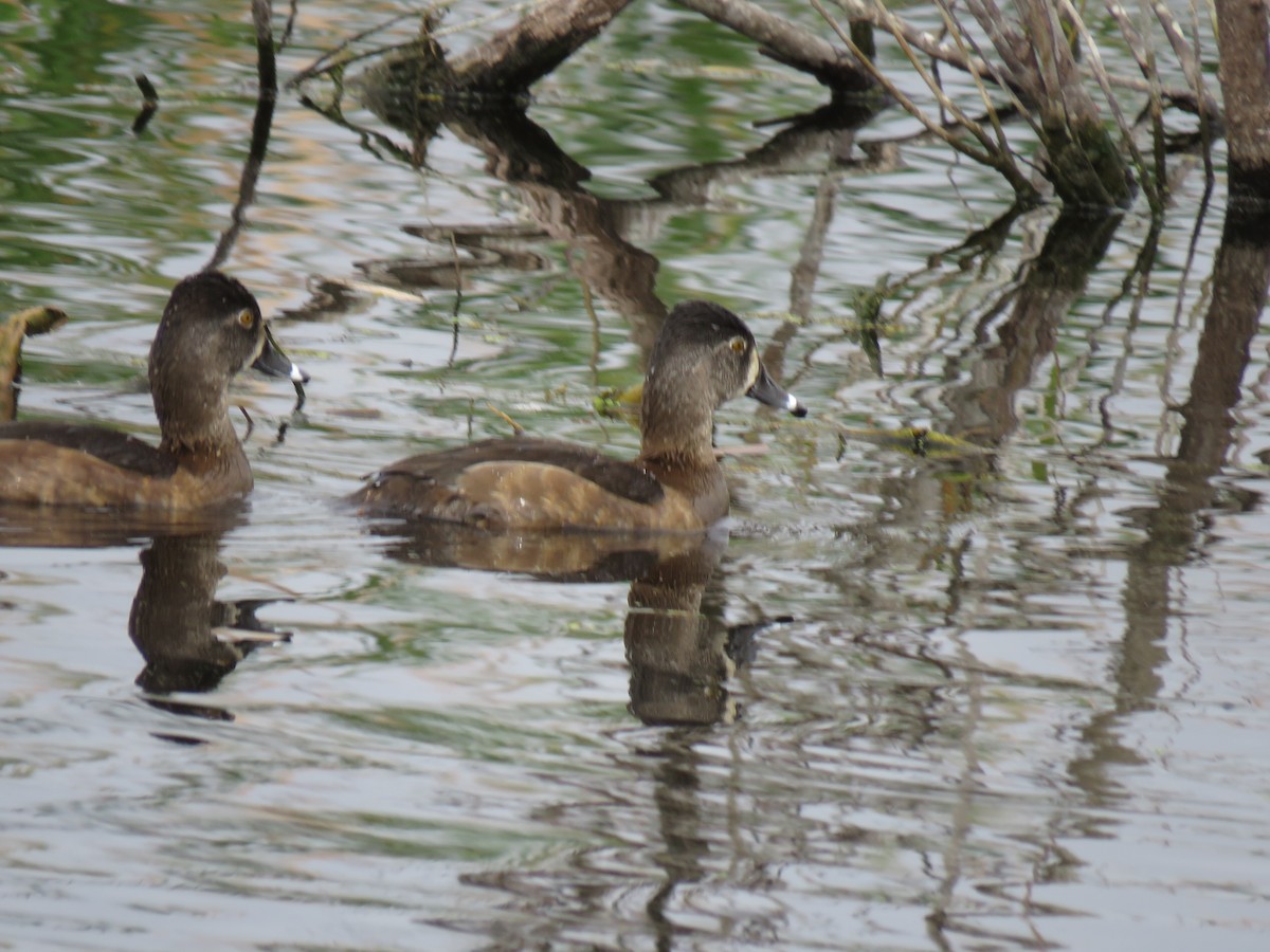 Ring-necked Duck - ML531972761