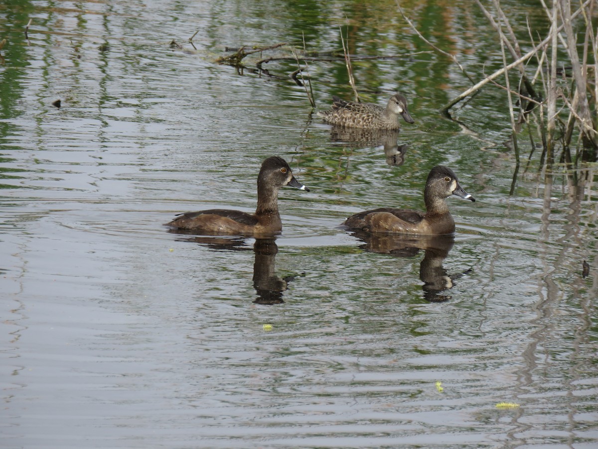 Ring-necked Duck - Pat Geiger