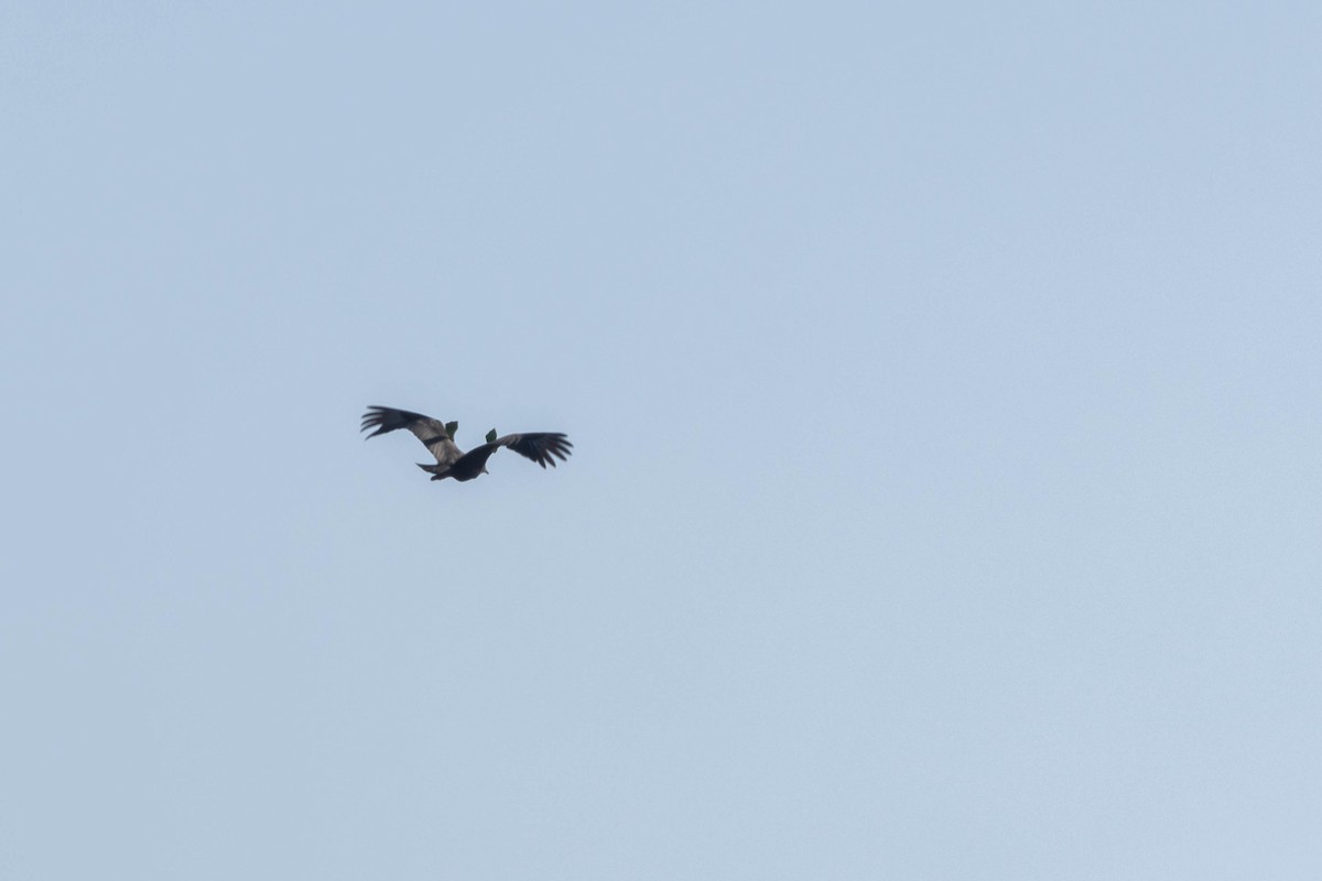 Black Vulture - ML531972881