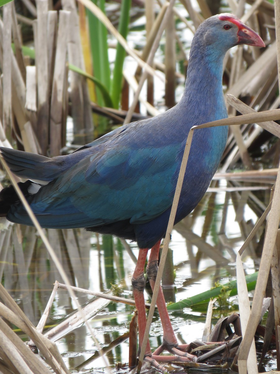 Gray-headed Swamphen - Pat Geiger