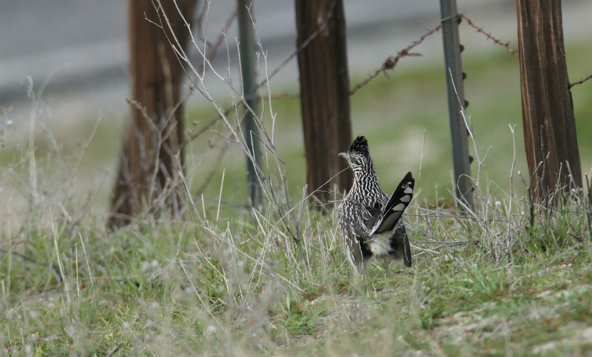 Greater Roadrunner - ML531973441