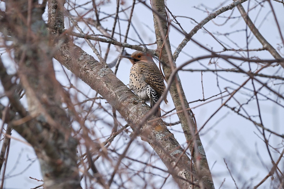 Northern Flicker (Yellow-shafted) - ML531973821