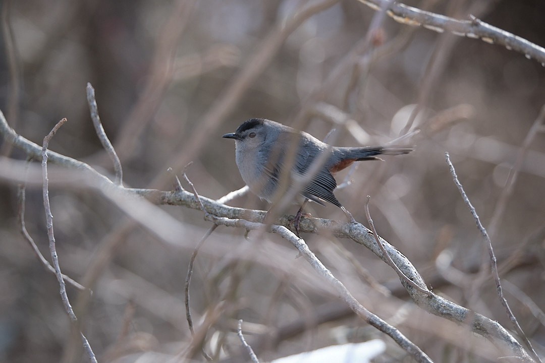 Gray Catbird - ML531973921