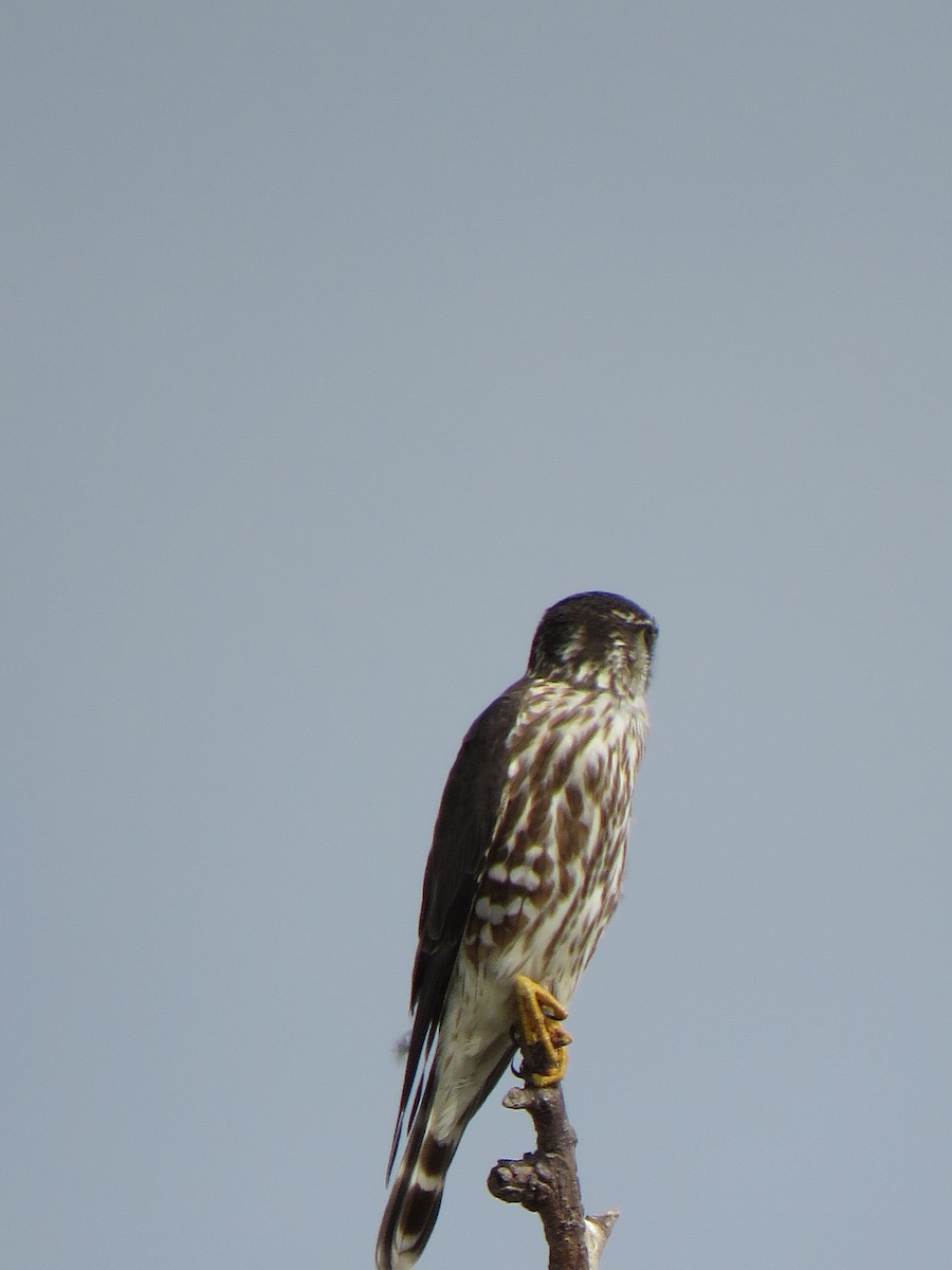 Merlin - ML531973941