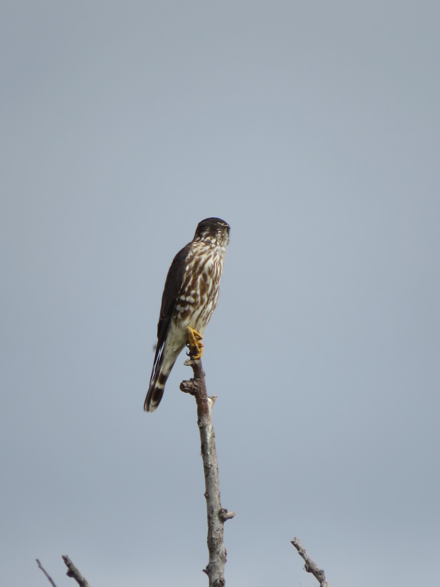 Merlin - ML531973961