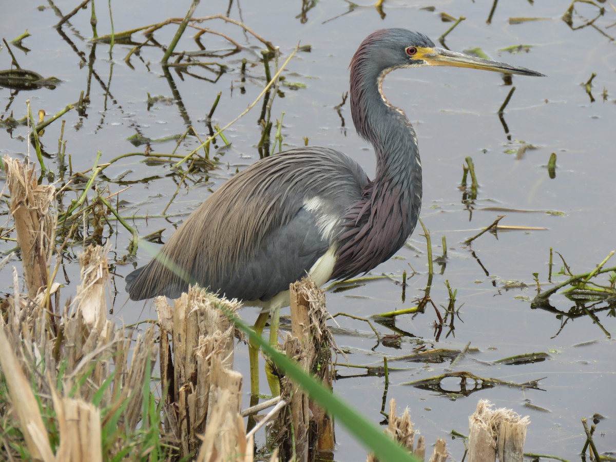 Tricolored Heron - Pat Geiger