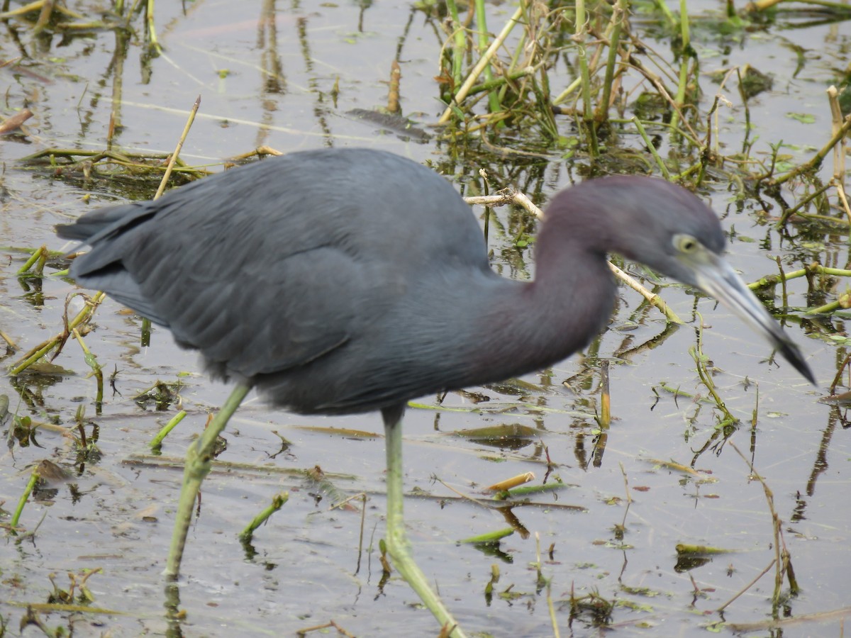 Little Blue Heron - ML531975221