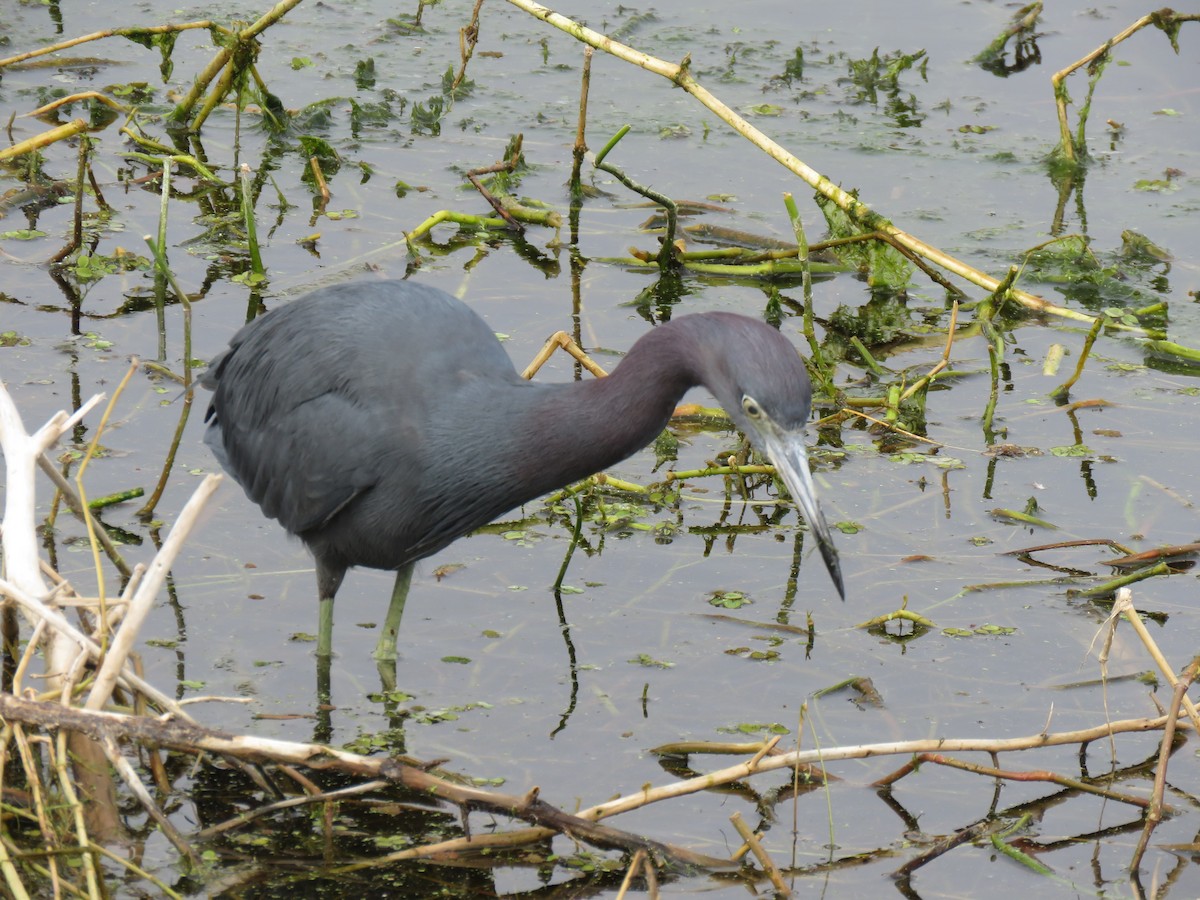 Little Blue Heron - Pat Geiger