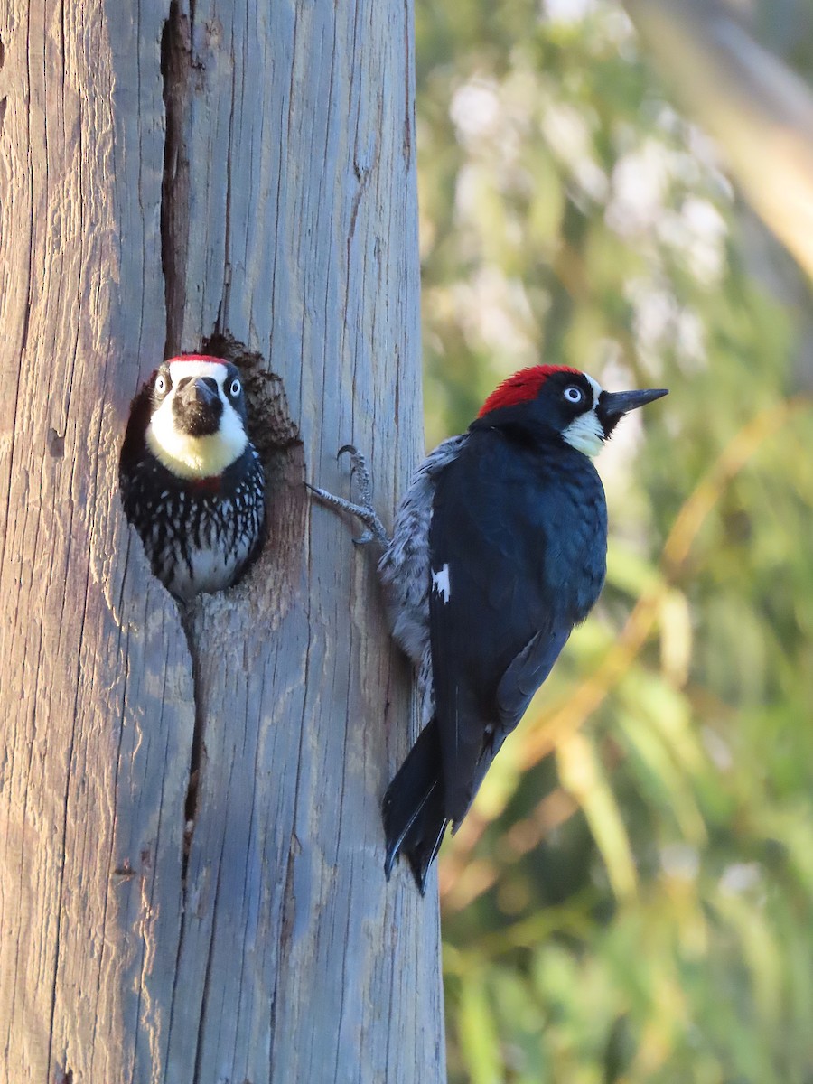 Acorn Woodpecker - ML531975531