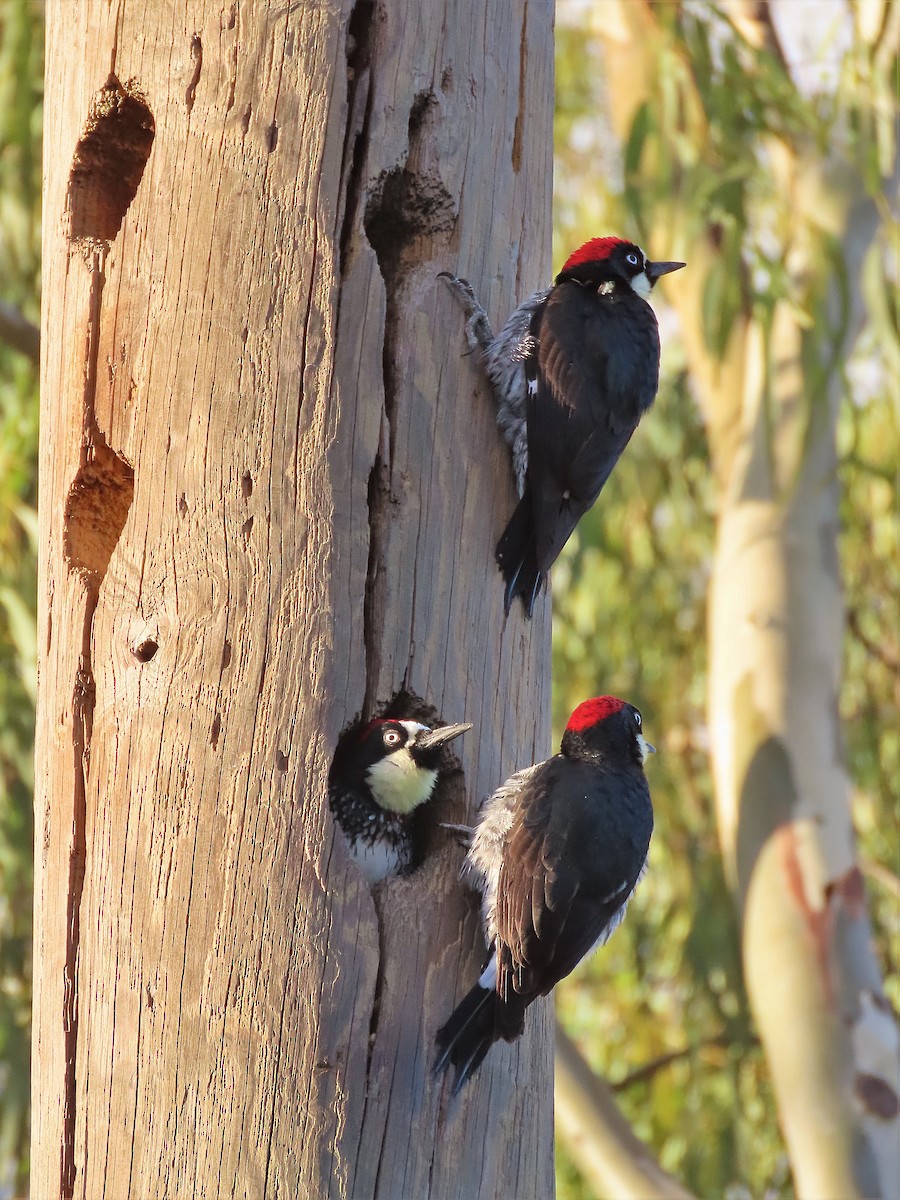 Acorn Woodpecker - Alfonso Auerbach