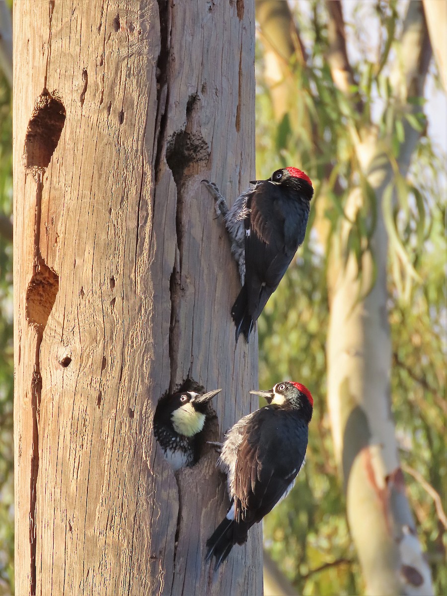 Acorn Woodpecker - ML531975581