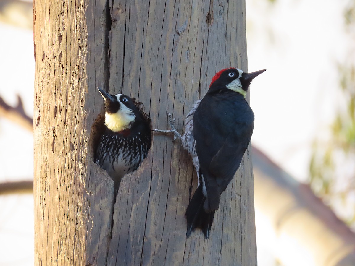 Acorn Woodpecker - ML531975591