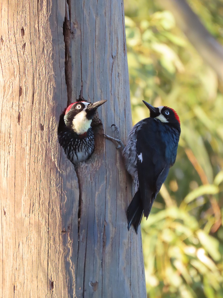 Acorn Woodpecker - ML531975611