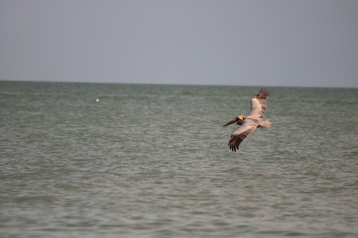 Brown Pelican - ML53197591