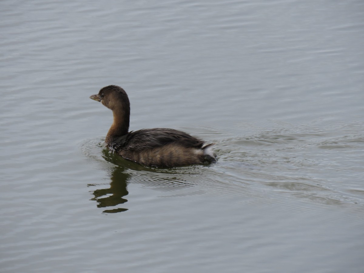 Pied-billed Grebe - ML531976021