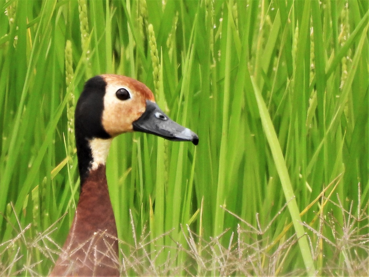 White-faced Whistling-Duck - ML531976141