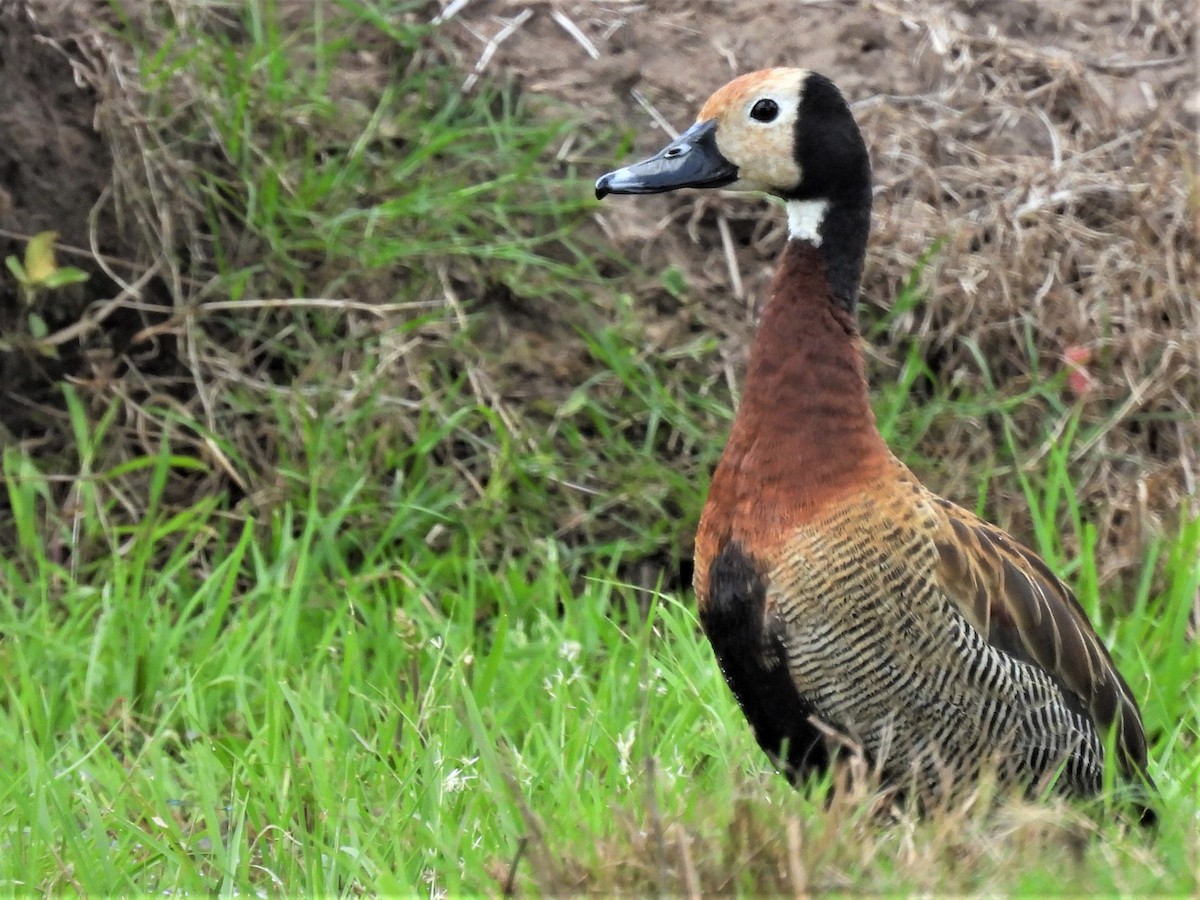 White-faced Whistling-Duck - ML531976151