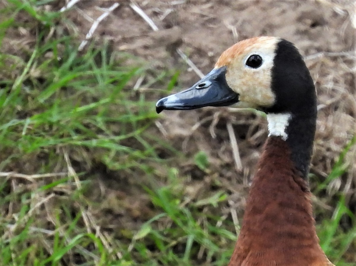 White-faced Whistling-Duck - ML531976161
