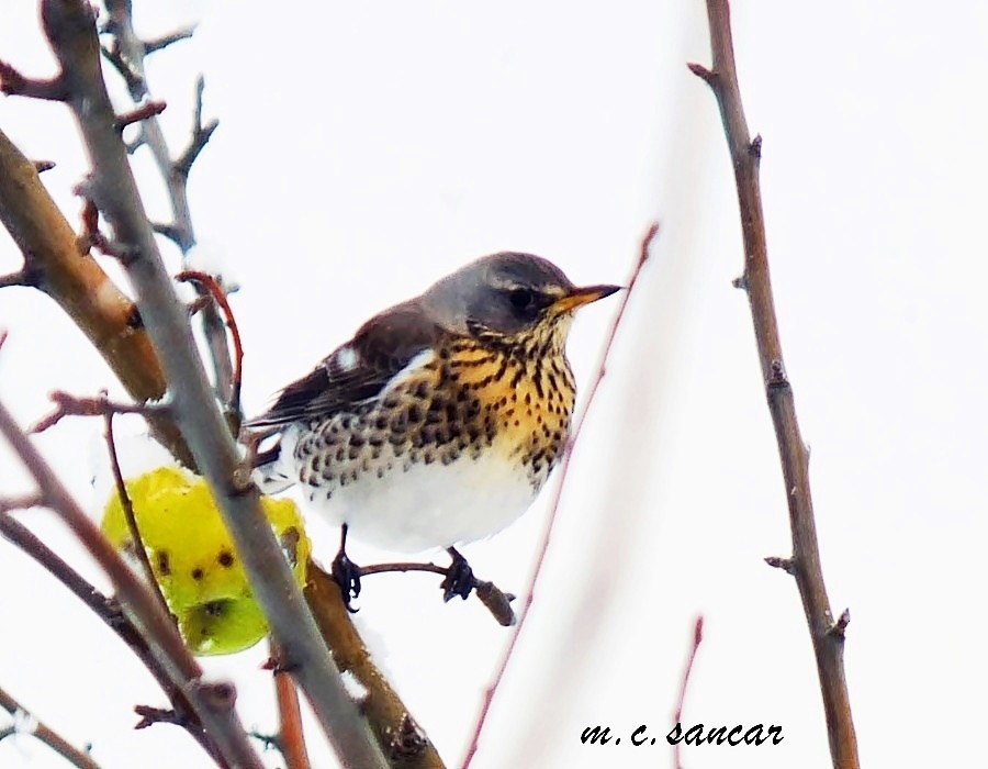 Fieldfare - Mustafa Coşkun  Sancar