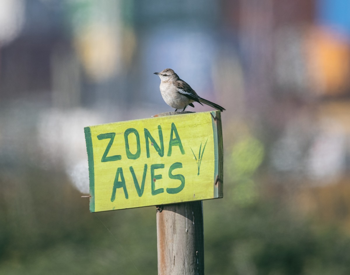 White-banded Mockingbird - ML531977771