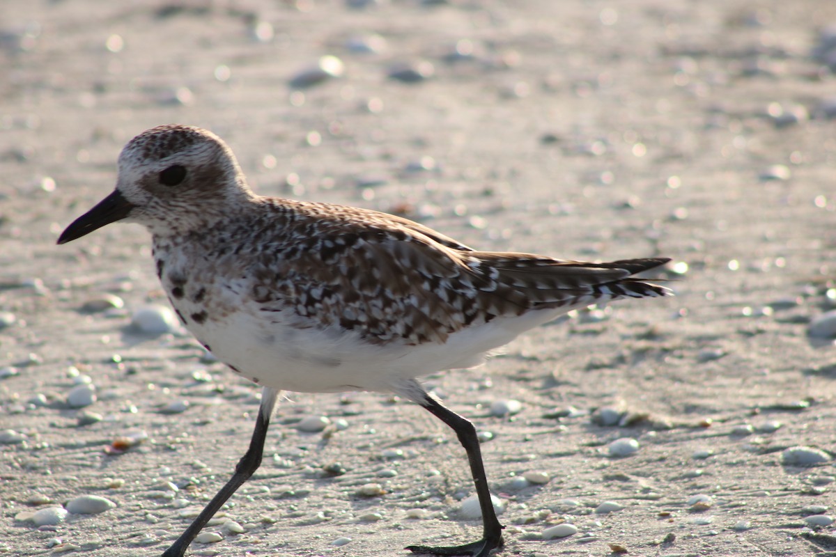 Black-bellied Plover - ML53197851