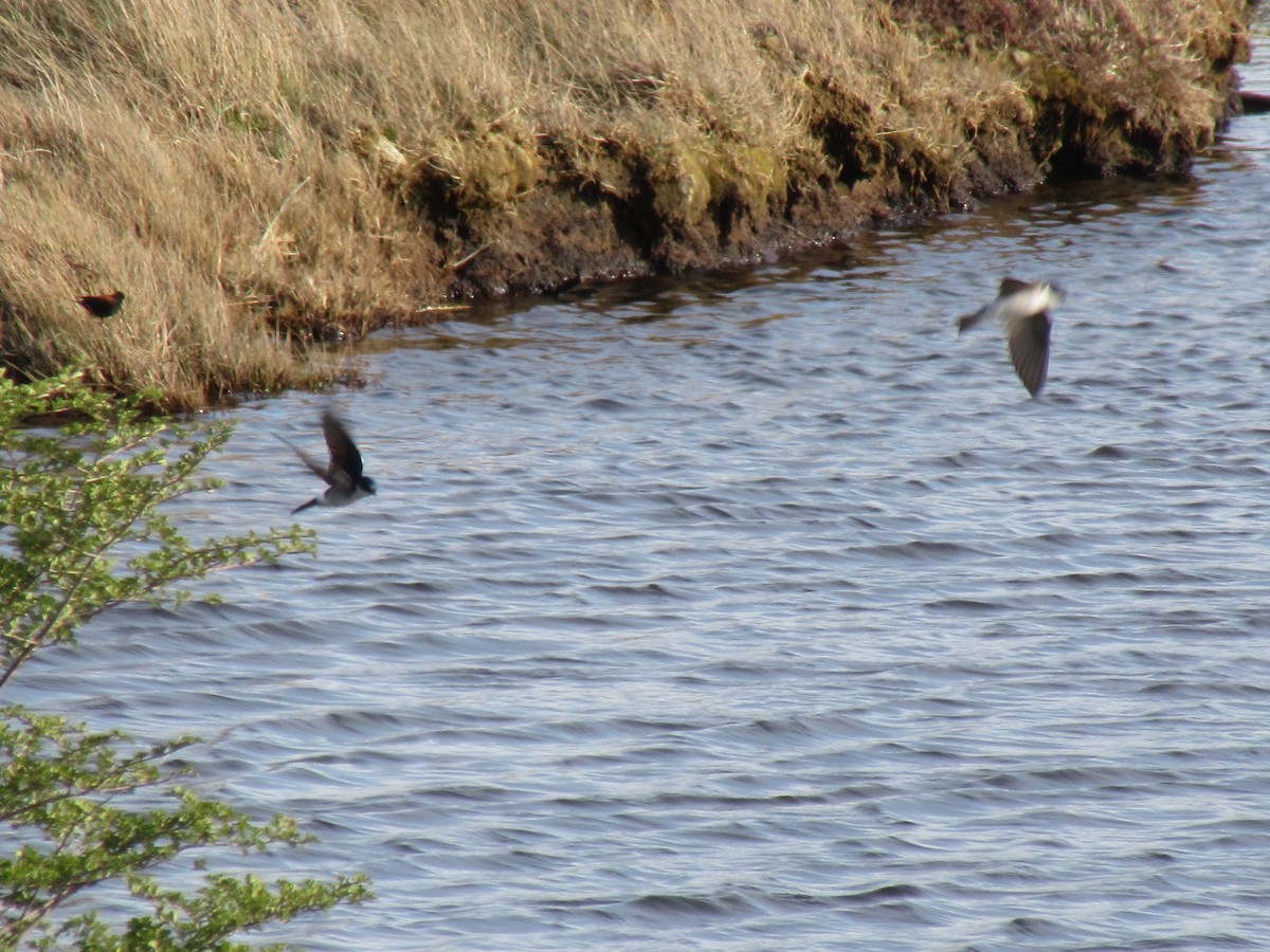 Chilean Swallow - ML531978641