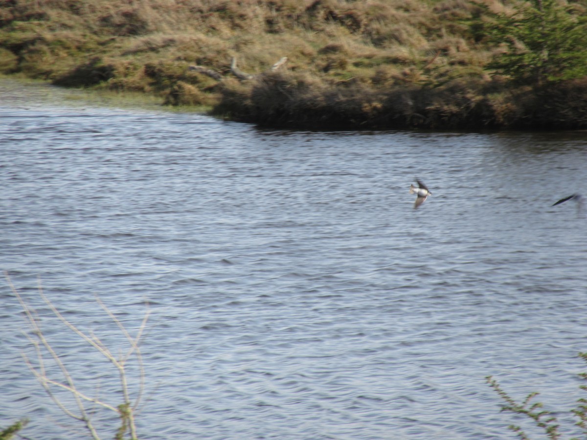 Chilean Swallow - ML531978651