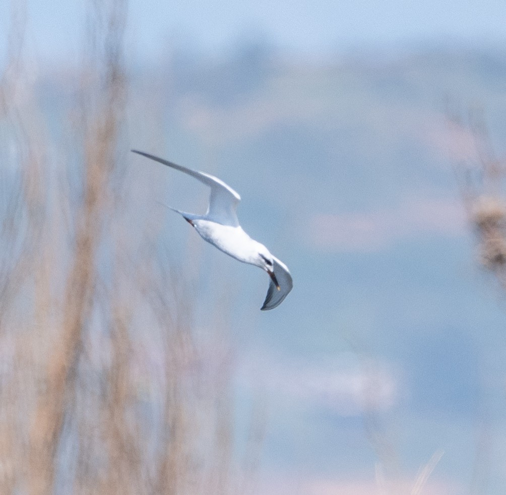 Snowy-crowned Tern - ML531979101